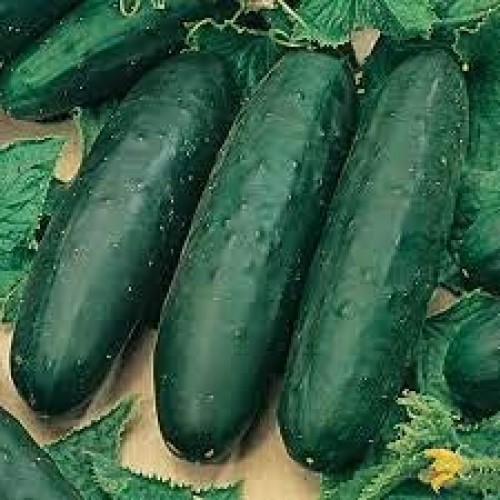 Field Cucumbers - Each