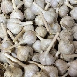 Garlic - Music Variety - per lb
