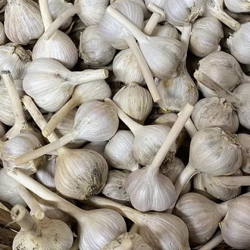 Garlic - Music Variety - per lb Garlic - Music Variety - per lb
