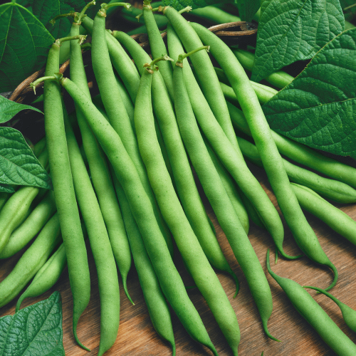  Beans - Green - Locally Grown - 5 lbs