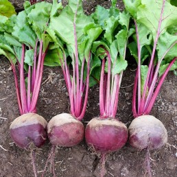 Beets - Locally Grown -5 lbs