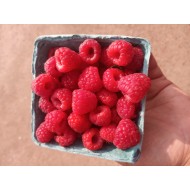 Raspberries - Ontario