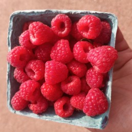 Raspberries - Ontario