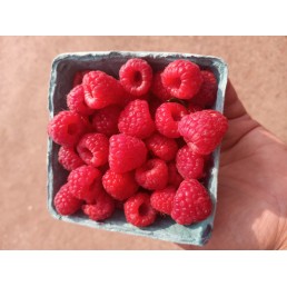 Raspberries - Ontario