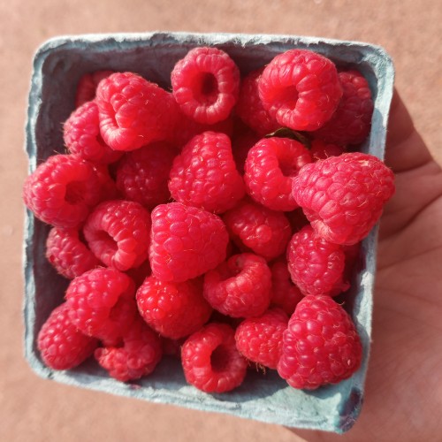 Raspberries - Ontario Raspberries - Ontario
