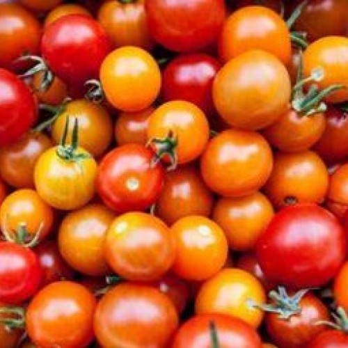 Cherry Tomatoes - Rainbow - Ontario