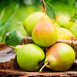 Pears -  Bartlett - Basket Pears -  Bartlett - Basket