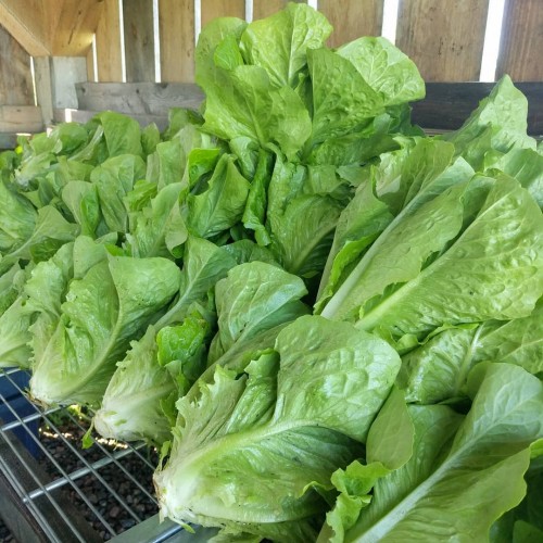 Lettuce - Romaine - Ontario Lettuce - Romaine - Ontario