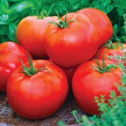 Tomatoes - Beefsteak - Basket