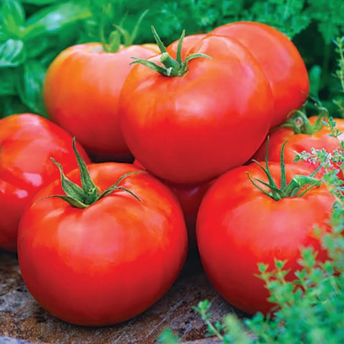 Tomatoes - Beefsteak - Basket Tomatoes - Beefsteak - Basket