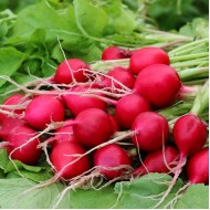 Radish - Bunch