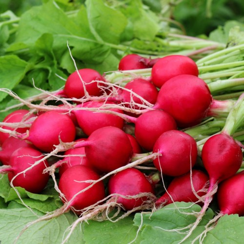 Radish - Bunch Radish - Bunch