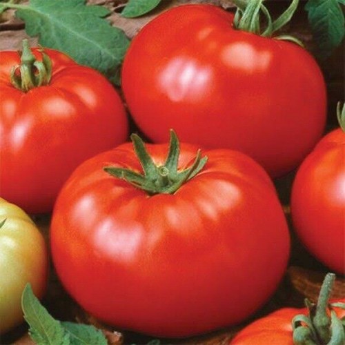 Tomatoes - Pack of 3 - Ontario